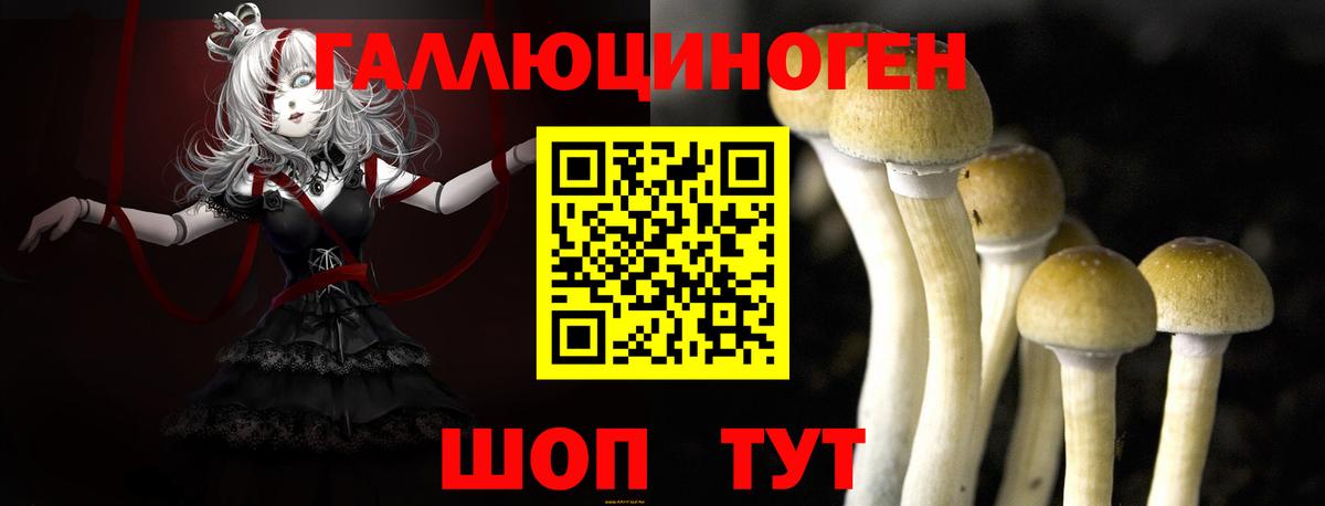 Галлюциногенные грибы Psilocybine cubensis Химки